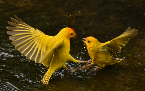 Saffron Finch, photo 4 of 10