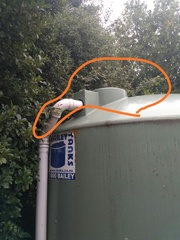 Cotoneaster bullatus