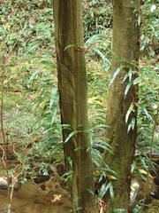 Lepidomicrosorium superficiale