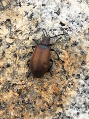 Ecnolagria rufescens