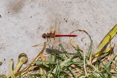 Sympetrum gilvum