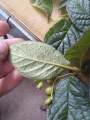 Cotoneaster bullatus