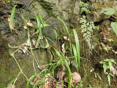 Reineckea carnea