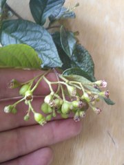 Cotoneaster bullatus