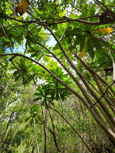 Ficus pseudopalma observed 2023-06-23
