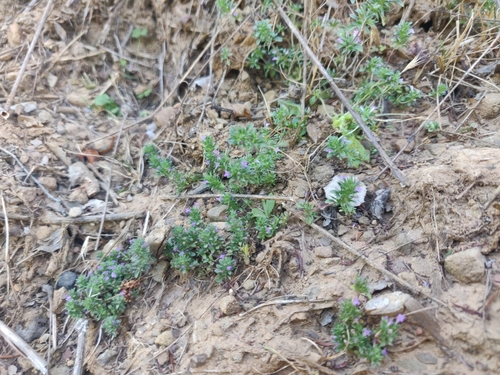 Image of Thyme-Leaved Pogogyne (Pogogyne serpylloides) by (c) Alexander Wentworth, some rights reserved (CC BY)