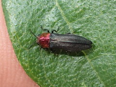 Agrilus heterothecae