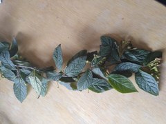 Cotoneaster bullatus