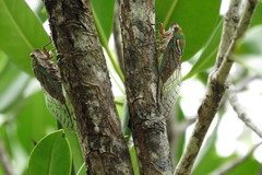 Macrotristria sylvara