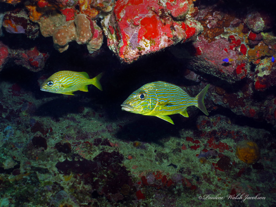 Photo of Bluestriped grunt (Haemulon sciurus)