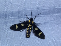 Phoenicoprocta hampsonii