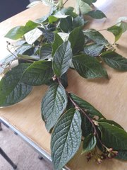 Cotoneaster bullatus