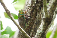 Macrotristria sylvara