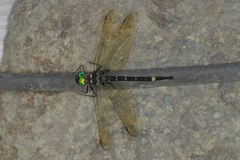 Macromia