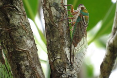 Macrotristria sylvara