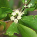 Myrtle Mangrove - Photo (c) coenobita, some rights reserved (CC BY), uploaded by coenobita