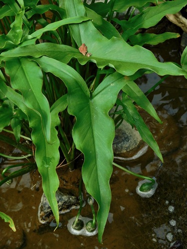 Green arrow arum