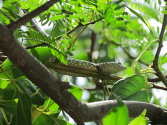 Cnemidophorus arubensis