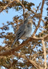 Melaniparus fringillinus