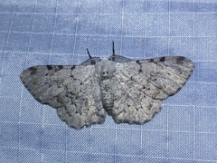 Thyrinteina arnobia