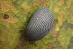 Nerita balteata
