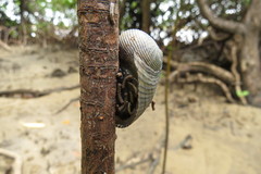 Nerita balteata