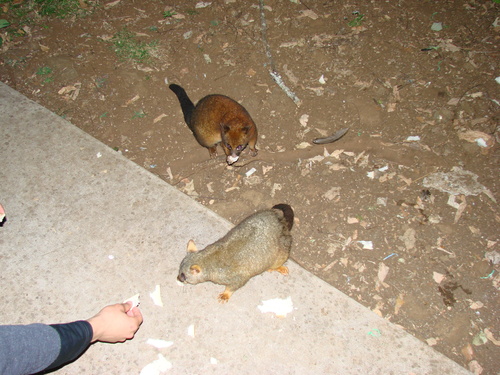 Trichosurus johnstonii
