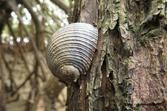 Nerita balteata