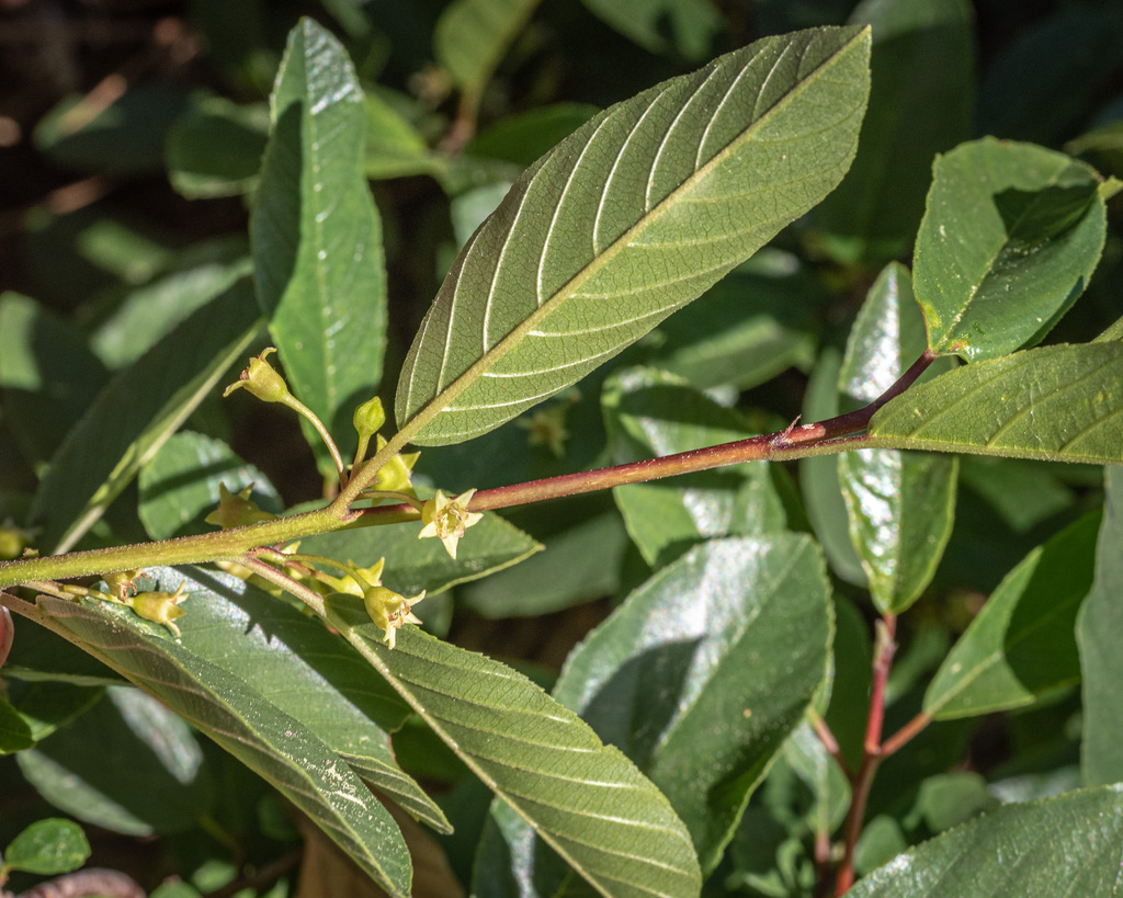 Alder buckthorn