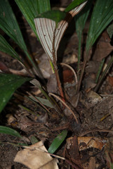 Dypsis acaulis