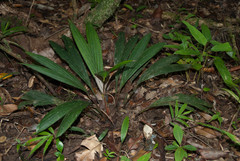 Dypsis acaulis