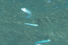 Atherinomorus lacunosus