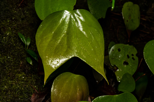 Cheiropleuria bicuspis (Cheiropleuria bicuspis)