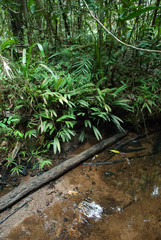 Dypsis acaulis