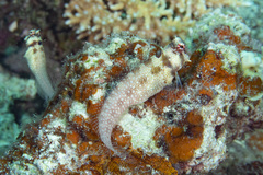 Crossosalarias macrospilus