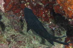 Neoglyphidodon carlsoni