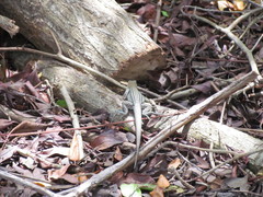 Cnemidophorus arubensis