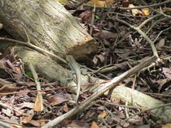 Cnemidophorus arubensis