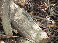 Cnemidophorus arubensis