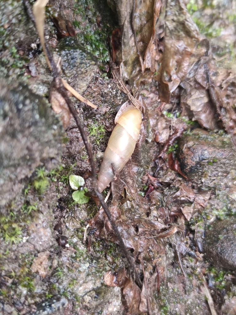 Synprosphyma basilissa