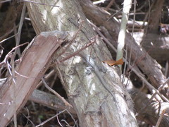 Cnemidophorus arubensis