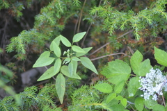 Desmodium glabellum