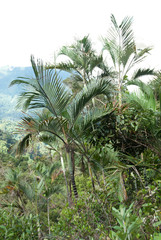 Image of Dypsis baronii
