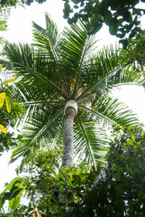 Dypsis carlsmithii