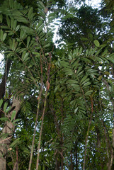 Dypsis confusa