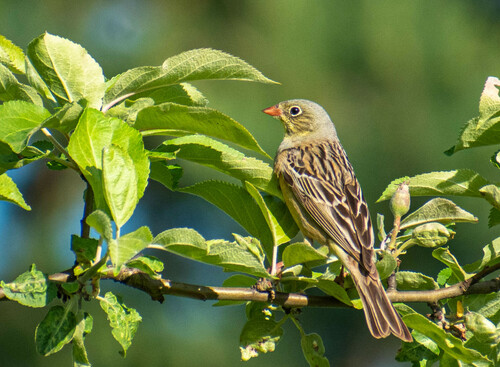 Escribano hortelano (Emberiza hortulana)