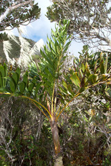 Dypsis coursii