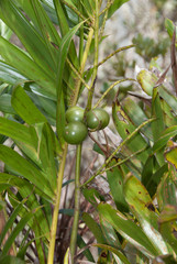 Dypsis coursii