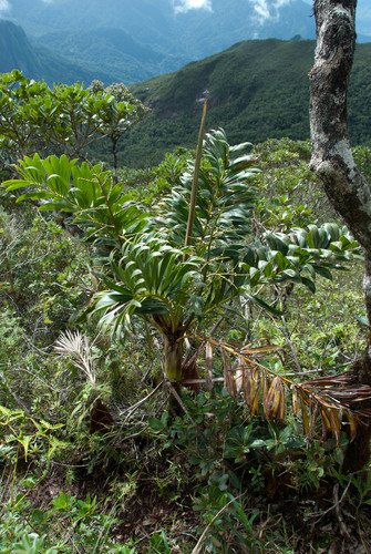 Dypsis coursii