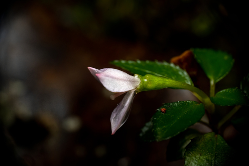 Sonerila tenuifolia observed 2023-07-01